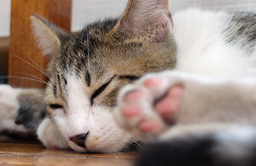 飼い始めからマッタリ・モード全開のモカ