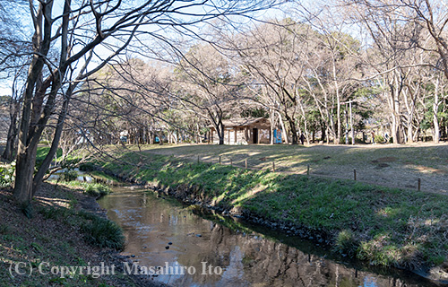 ふれあいの森を流れる引地川（神奈川県大和市）