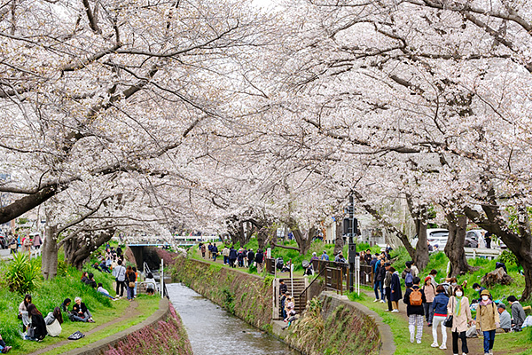 引地川沿いの千本桜