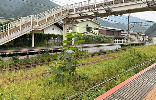 古里駅構内の雑草 古里駅構内の雑草